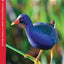 Everglades Birds: A Folding Pocket Guide to Familiar Species (Wildlife and Nature Identification)