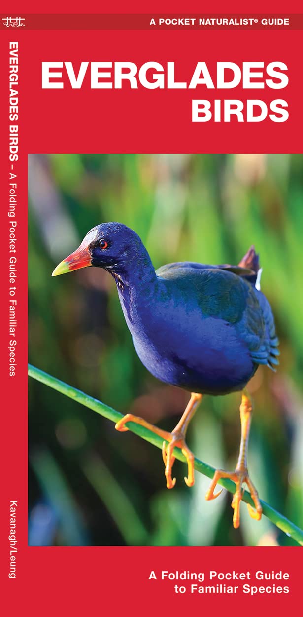 Everglades Birds: A Folding Pocket Guide to Familiar Species (Wildlife and Nature Identification)