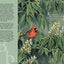 B Is For Buckeye: An Ohio Alphabet (Discover America State by State)