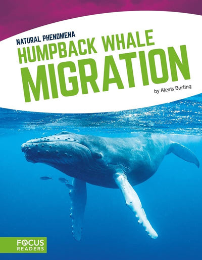 Humpback Whale Migration (Focus Readers: Natural Phenomena: Navigator Level)