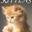 Picture Book of Kittens: Picture Book of Kittens: For Seniors with Dementia [Cute Picture Books] (Picture Books of Animals for People with Dimentia)