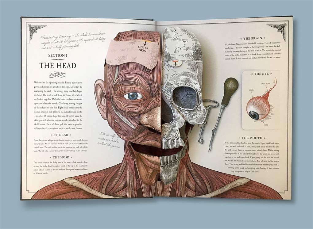 Human Body