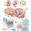 Anatomy of The Brain Anatomical Chart