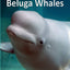 Beluga Whales (Elementary Explorers)
