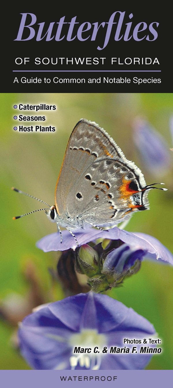 Butterflies of Southwest Florida: A Guide to Common & Notable Species