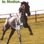The Horse's Muscles in Motion