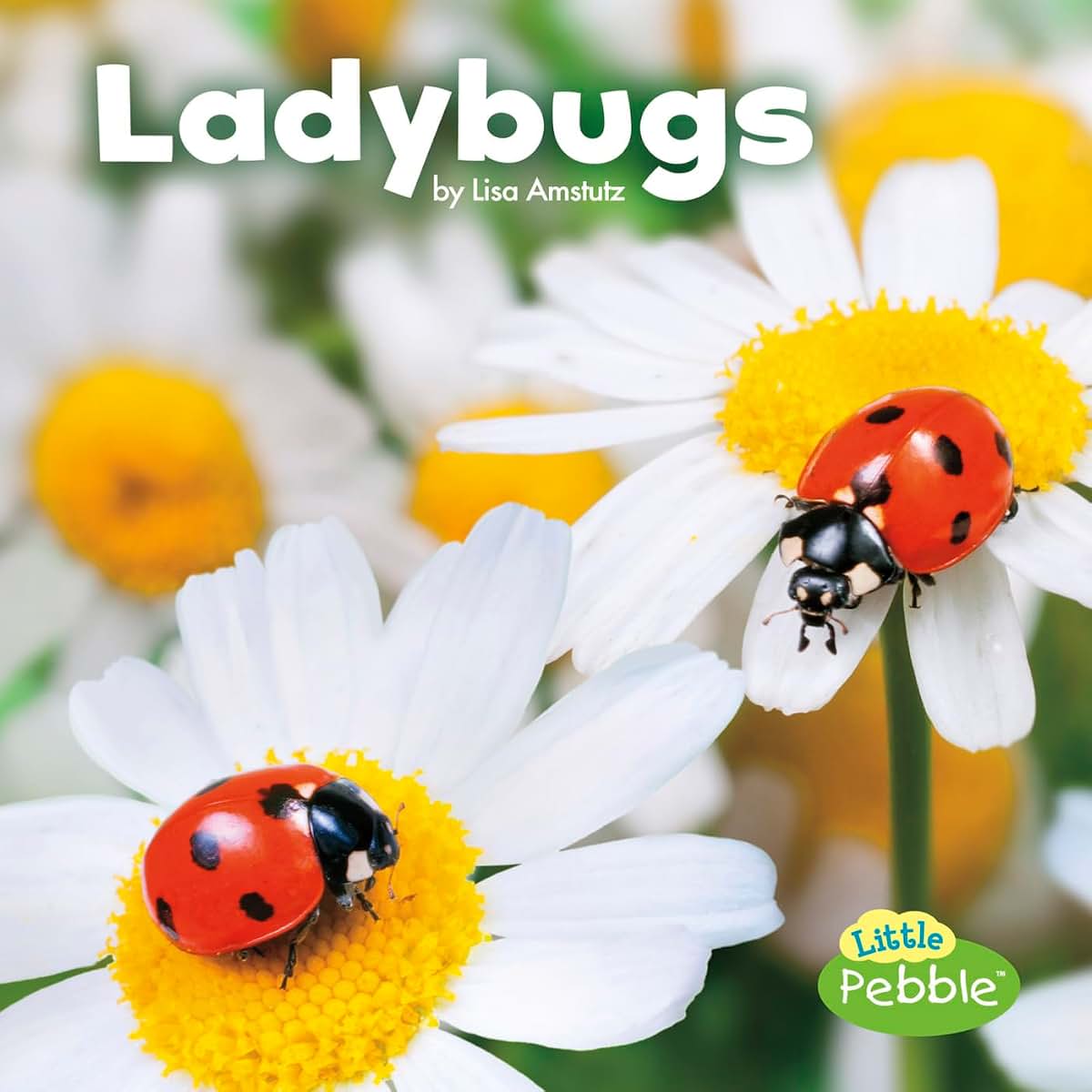 Ladybugs (Little Pebble: Little Critters)