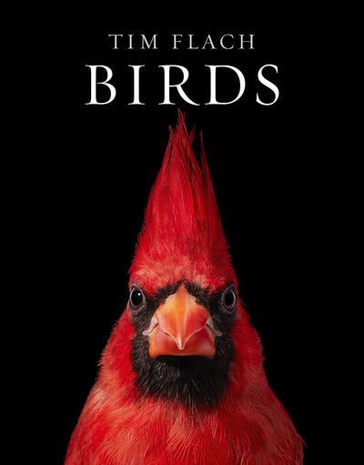 Birds: Fine-art bird portraits capturing plumage, posture, and personality.