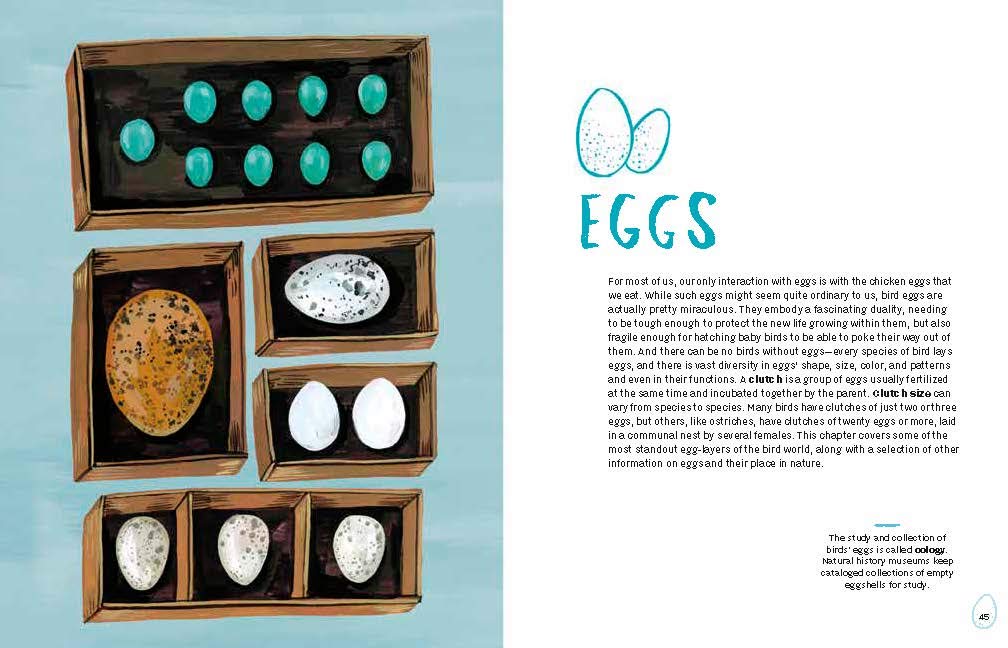 Nests, Eggs, Birds: An Illustrated Aviary