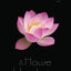 A House Like a Lotus (Polly O'Keefe, 3)