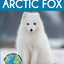 Arctic Fox: Fascinating Animal Facts for Kids (This Incredible Planet)