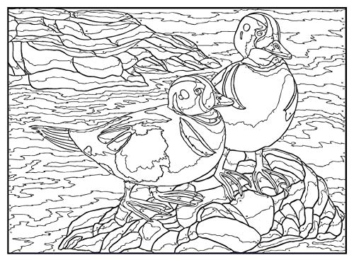 Creative Haven Birds Color by Number Coloring Book (Adult Coloring Books: Animals)