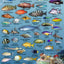 Bahamas Reef Creatures Identification Waterproof Fish Card 4"x6"