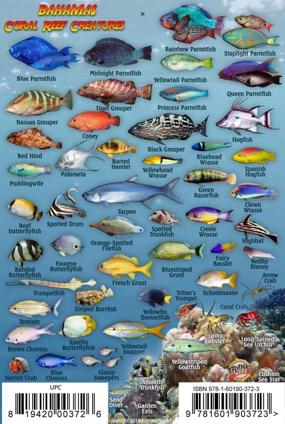Bahamas Reef Creatures Identification Waterproof Fish Card 4"x6"