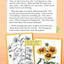 Botanical Illustration (Smithsonian: Informational Text)