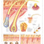 ACC The Human Hair Anatomical Chart