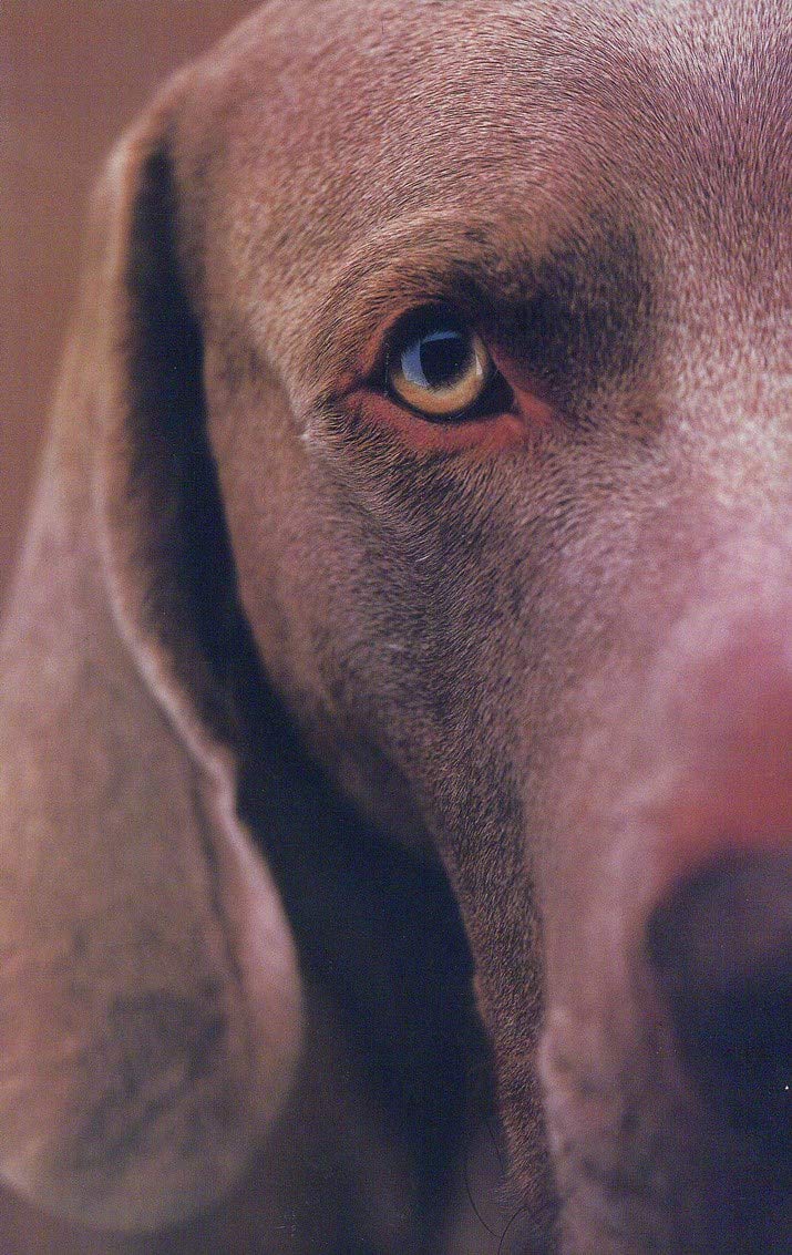 William Wegman Polaroids