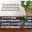 Urban Legends of the New Testament: 40 Common Misconceptions