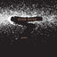 Star Dust: Poems
