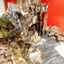 Birdscapes: A Pop-Up Celebration of Bird Songs in Stereo Sou