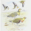 Birds of the Middle East and North Africa: A Companion Guide