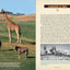 San Diego Zoo Safari Park Official Guidebook