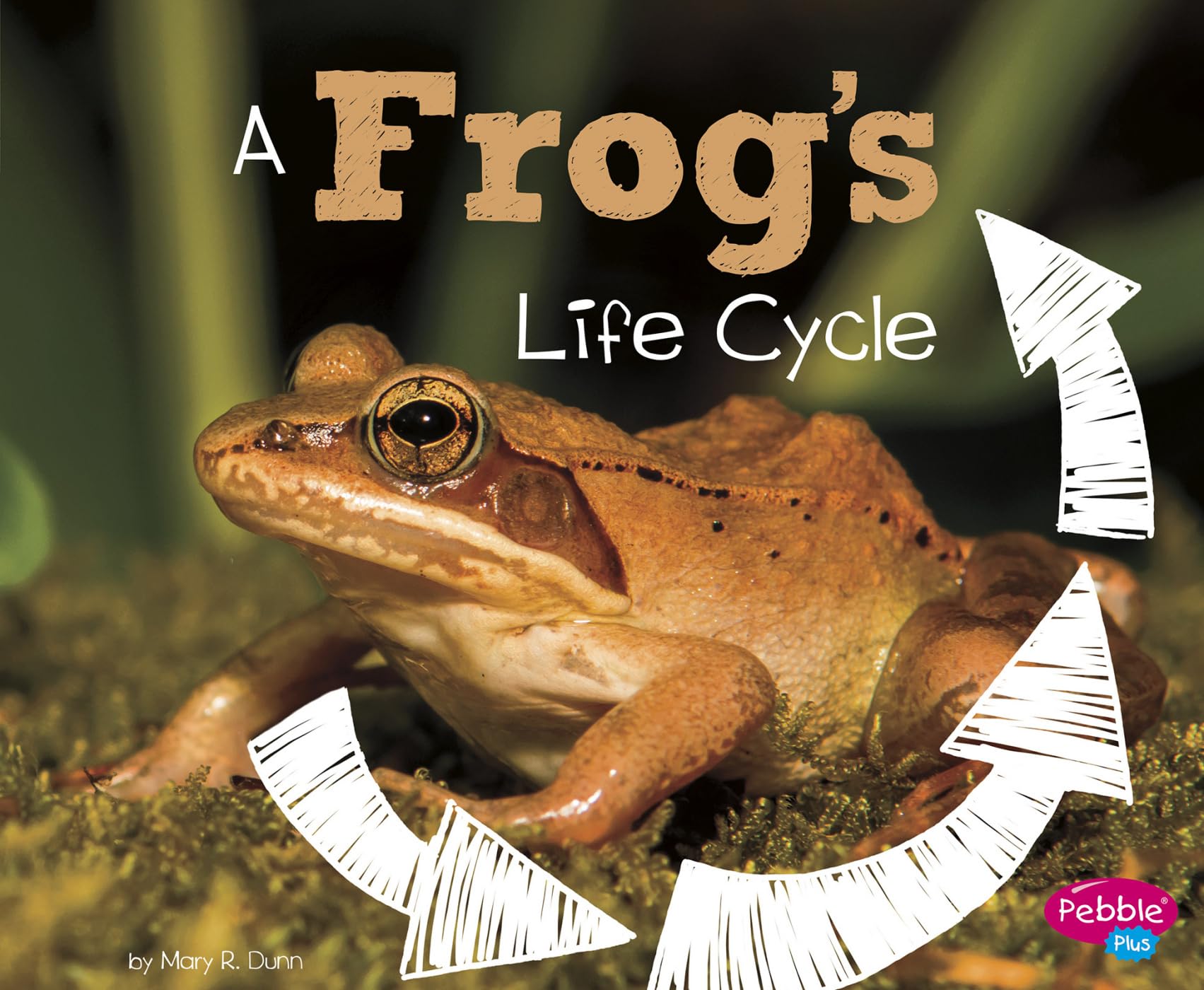 A Frog's Life Cycle (Explore Life Cycles)
