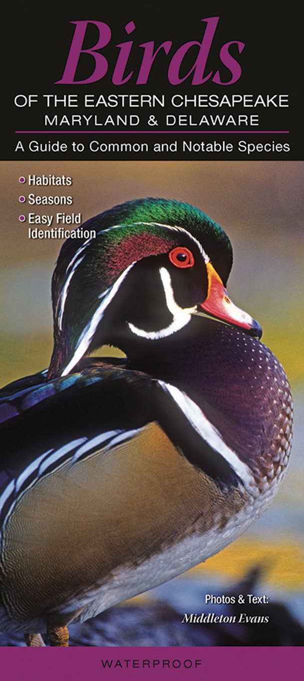 Birds of the Eastern Chesapeake: Maryland & Delaware: A Guide to Common & Notable Species