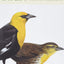 Peterson First Guide To Birds Of North America