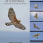 Hawks at a Distance: Identification of Migrant Raptors
