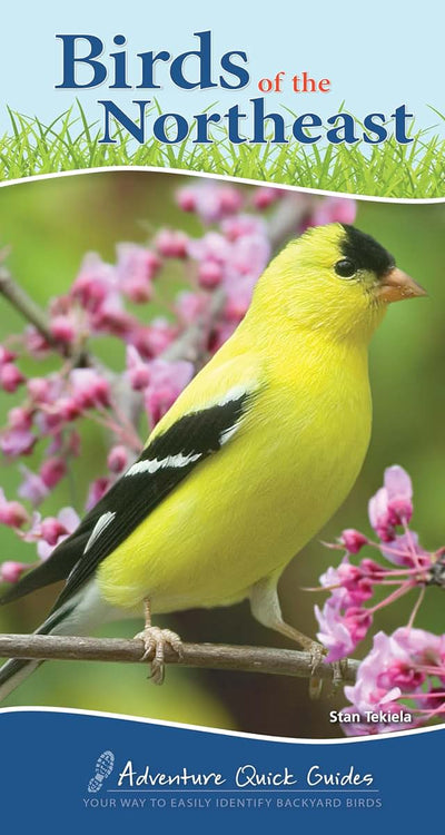 Birds of the Northeast: Your Way to Easily Identify Backyard Birds (Adventure Quick Guides)