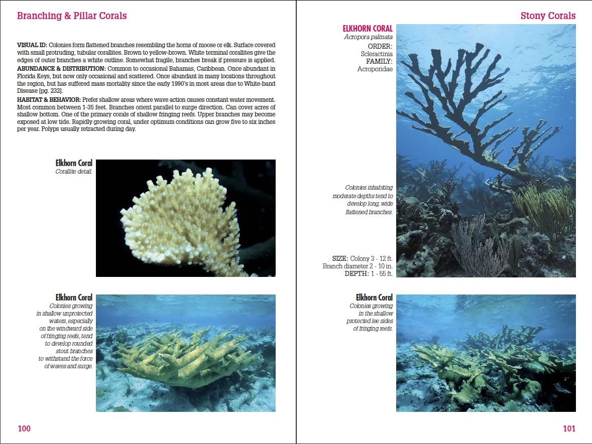 Reef Coral Identification: Florida, Caribbean, Bahamas 3rd Edition (Reef Set (New World))