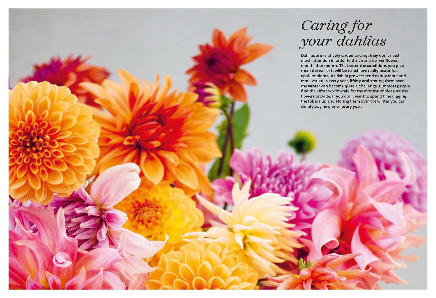 Dahlias: Inspiration, Cultivation and Care for 222 Varieties