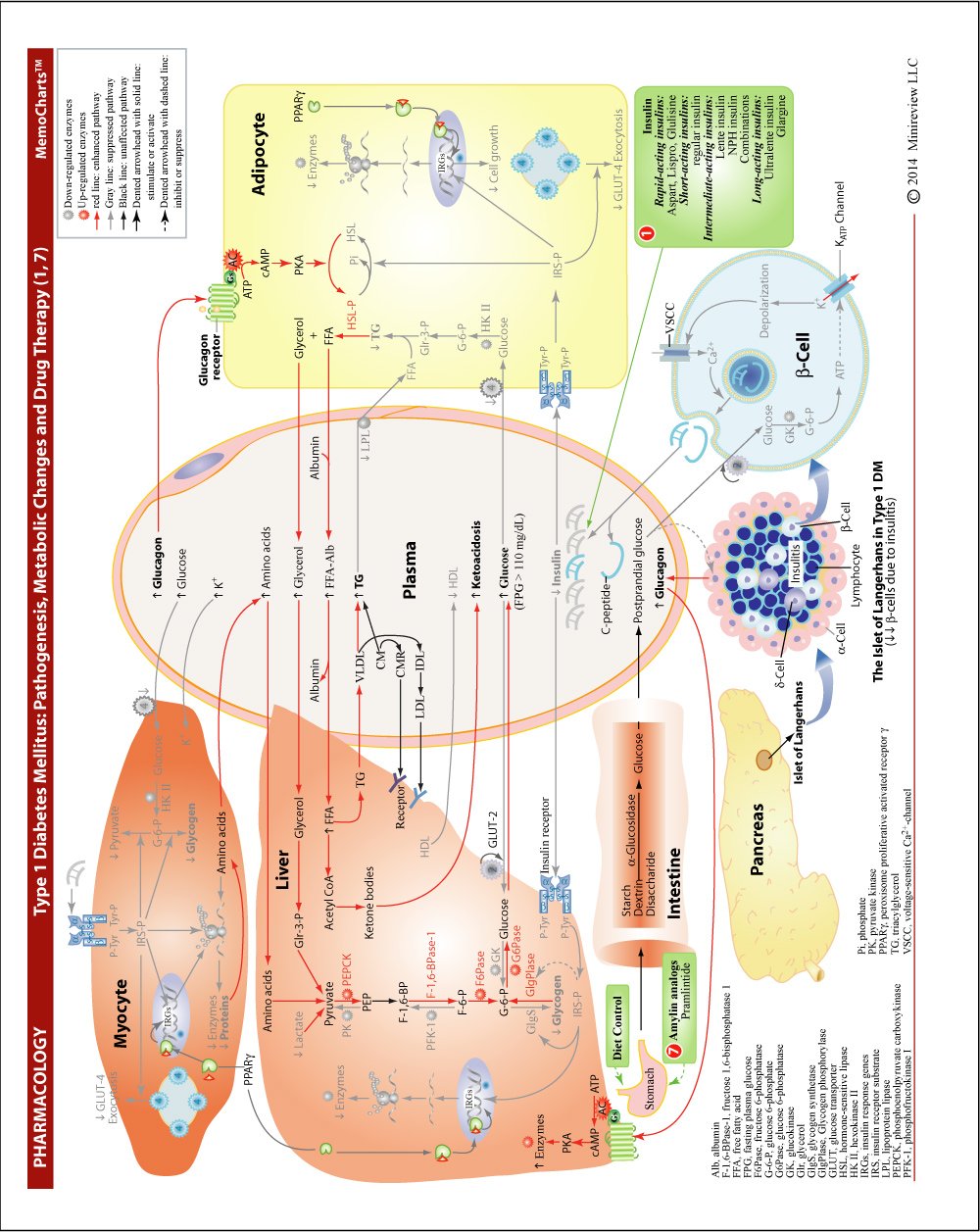 MemoCharts Pharmacology: Diabetes Mellitus and Its Drug Therapy (Review chart)