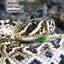 Snakes of North Carolina, South Carolina & Georgia: A Guide to Common & Notable Species (Quick Reference Guides)