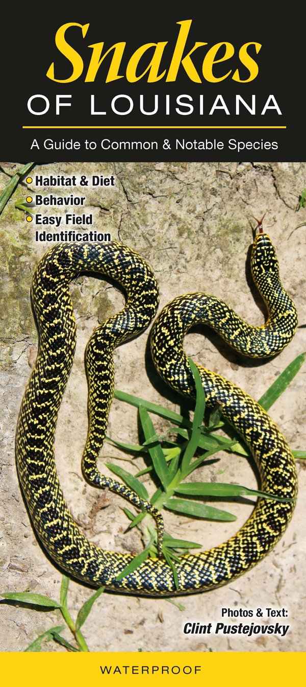 Snakes of Louisiana: A Guide to Common & Notable Species