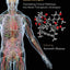 Molecules to Medicine with mTOR: Translating Critical Pathways into Novel Therapeutic Strategies
