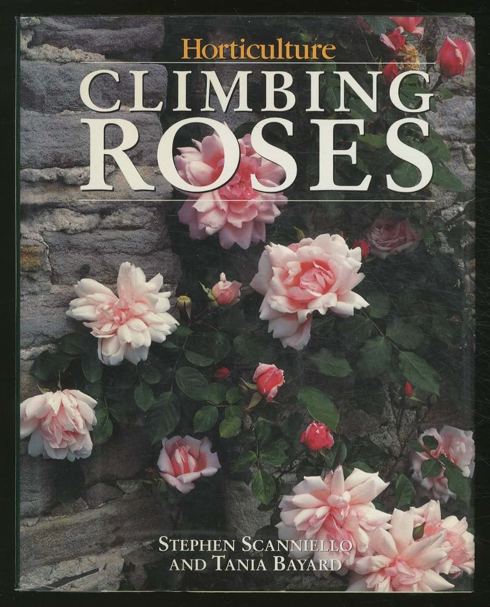 Climbing Roses