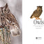 Owls: A Guide to Every Species in the World