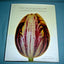 The Tulip Anthology