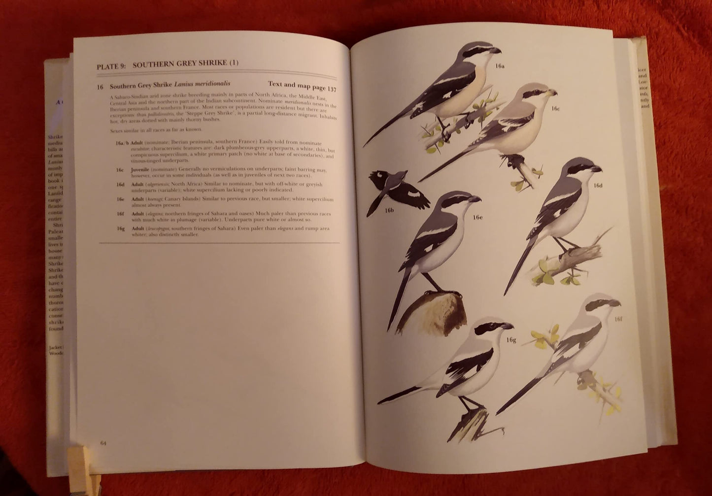 Shrikes: A Guide to the Shrikes of the World