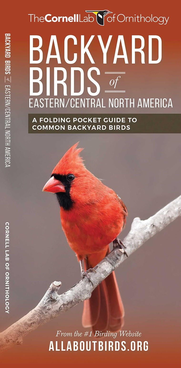 Backyard Birds of Eastern/Central North America (All About Birds)