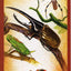 Costa Rica Arachnids & Insects Wildlife Guide (Laminated Foldout Pocket Field Guide) (English and Spanish Edition)