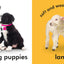 Baby Touch and Feel Farm Friends: An Interactive Animal Board Book