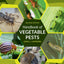 Handbook of Vegetable Pests