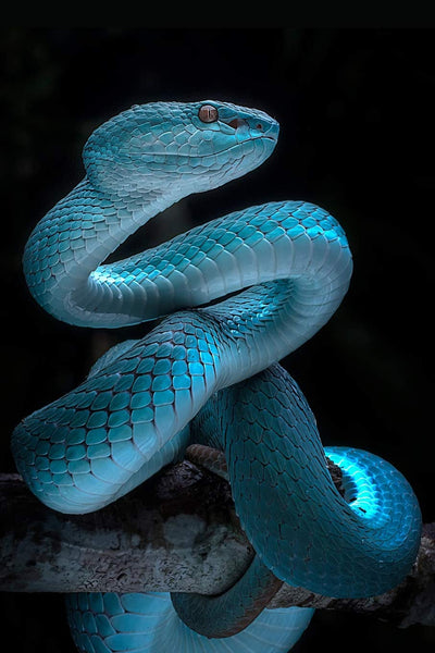 Snake Notebook: Blank Lined Journal, Softcover (6x9 inches) with 100 Pages