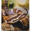 Rattlesnakes of the United States and Canada