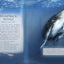 Little Book Of Ocean Animal Sounds by Caz Buckingham