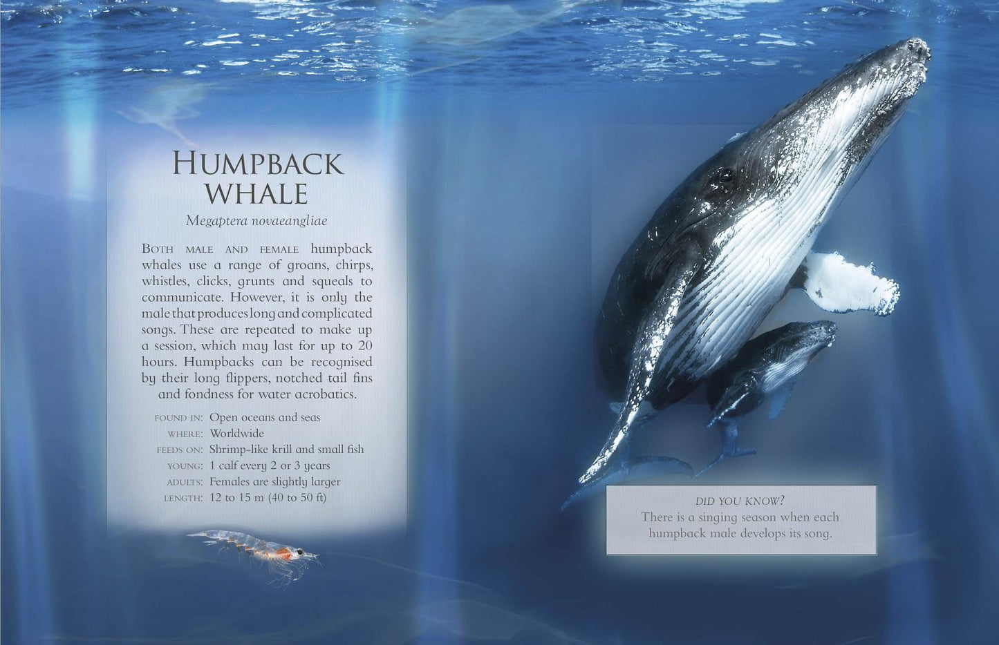 Little Book Of Ocean Animal Sounds by Caz Buckingham