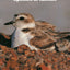 An Illustrated Guide to Endangered or Threatened Species in Kansas